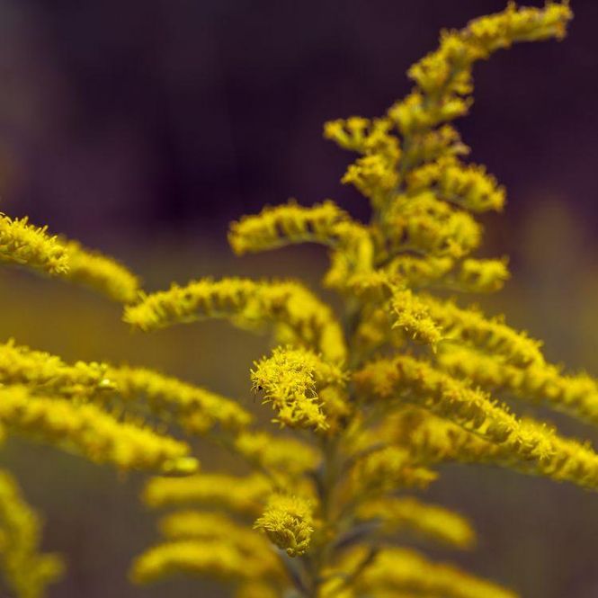 Hovedbilde Goldenrod - Paracord Type 1